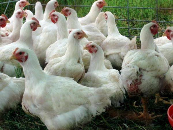Как выбрать для кур несушек комбикорм
