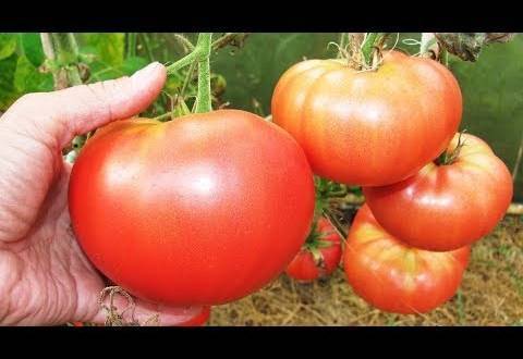 Описание томата вожак f1, характеристика сорта и выращивание