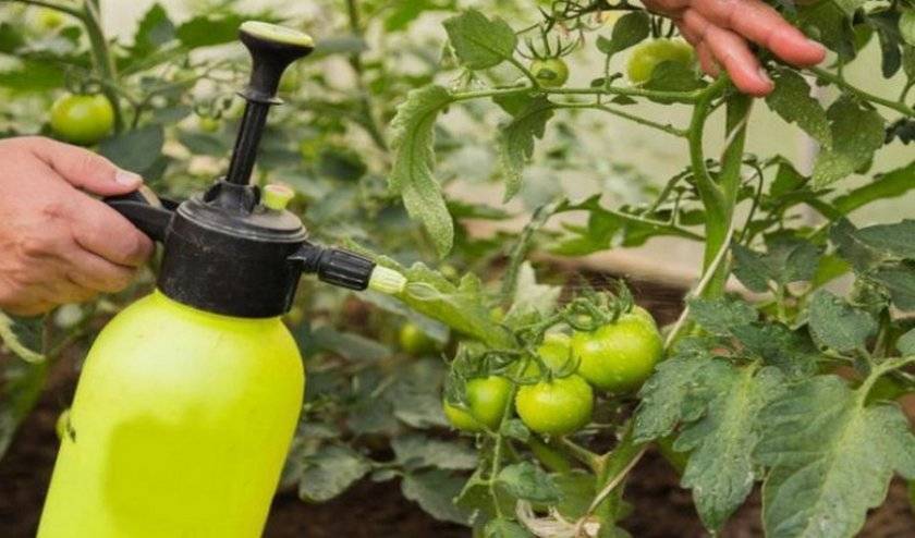 Как бороться с фитофторой на помидорах в теплице народными средствами и фунгицидами