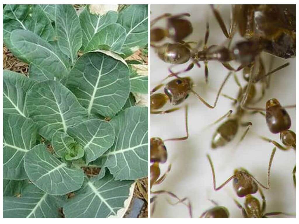Садовые муравьи и тля: как они связаны и как от них избавиться