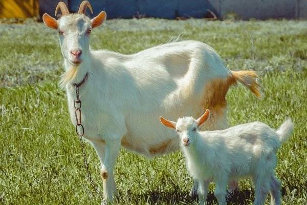 Особенности выращивания коз тоггенбургской породы, фото