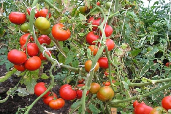 Описание сорта томата Юла, особенности выращивания и урожайность