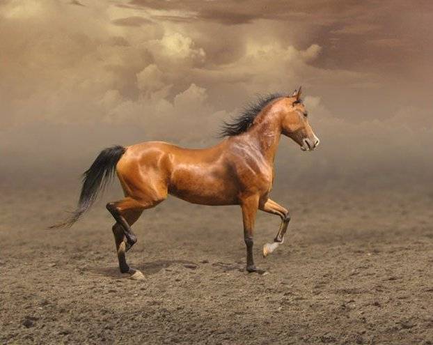Фризская лошадь: описание и содержание