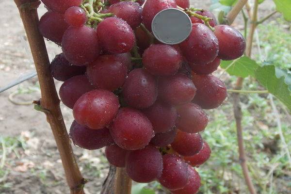 Описание и история винограда сорта Виктория, особенности посадки и ухода