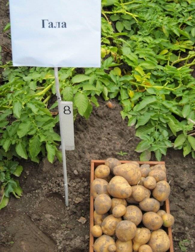Характеристика картофеля гала и вкусовые качества сорта