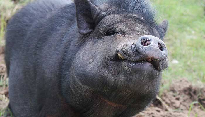 Вьетнамская вислоухая свинья – преимущества породы и особенности выращивания