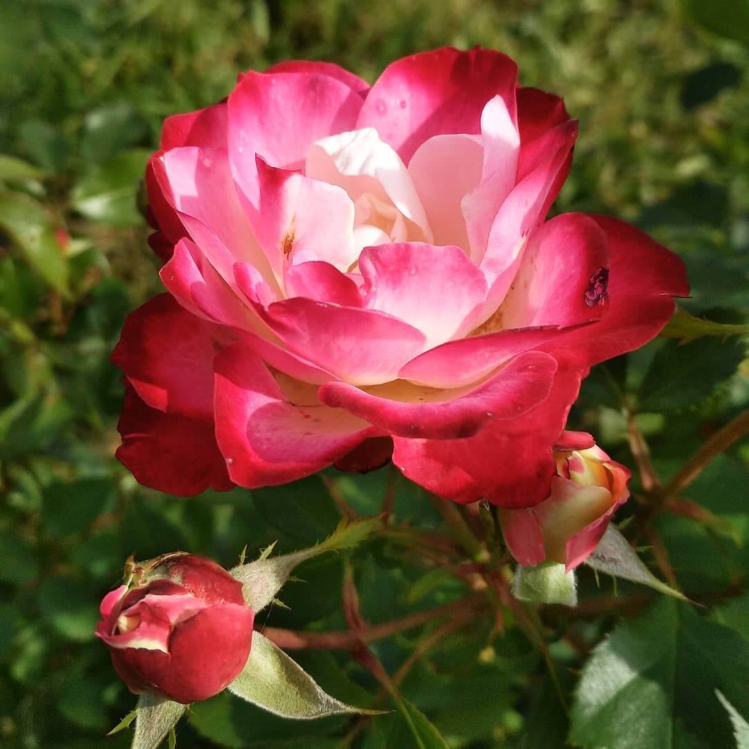 Изящная роза мона лиза — вся информация о цветке