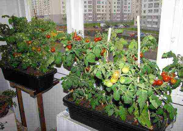Большой урожай томатов в домашних условиях