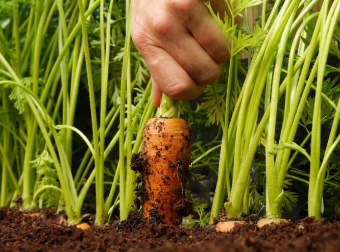 Благоприятные дни для уборки моркови и свеклы в 2020 году: когда убирать урожай на хранение