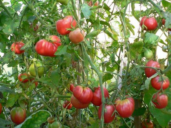 Чудо в красном — описание характеристик сорта томата «мазарини»