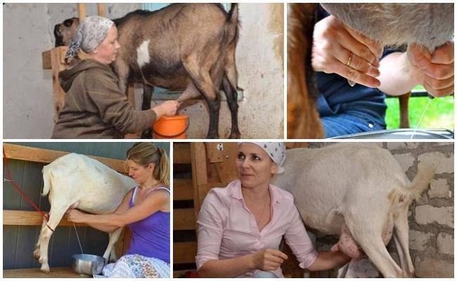 Больше молока с первой же лактации – как раздоить козу правильно