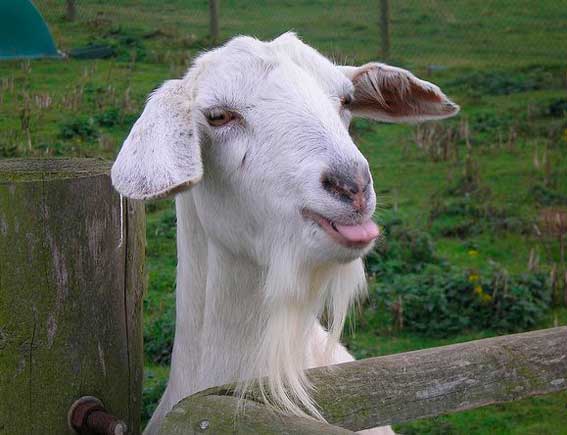 Пороки молока коз: соленое, горчит, плохой запах