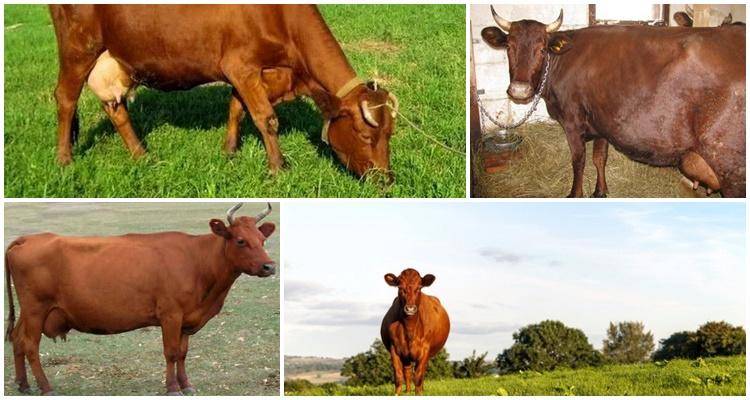 Плюсы и минусы бестужевской породы коров, рекомендации по уходу и кормлению