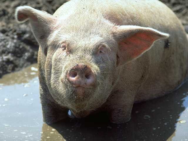 Обзор болезней свиней