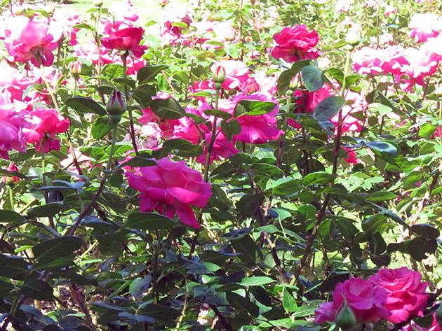 Как правильно посадить розы в открытый грунт весной
