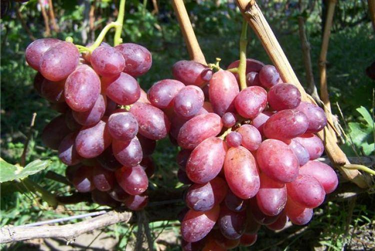Столовый виноград сорта кеша: описание, нюансы посадки и ухода