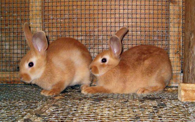 Почему крольчиха съедает своих крольчат?