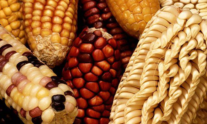 Какие бывают сорта кукурузы и как выбрать самый лучший для себя