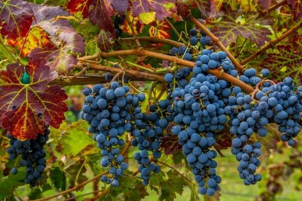 Как правильно развести железный купорос для обработки винограда летом, осенью и весной