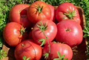 Один из лучших сортов крупноплодных помидоров король гигантов