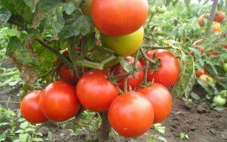 Сорт томата «премьер»: описание, характеристика, посев на рассаду, подкормка, урожайность, фото, видео и самые распространенные болезни томатов