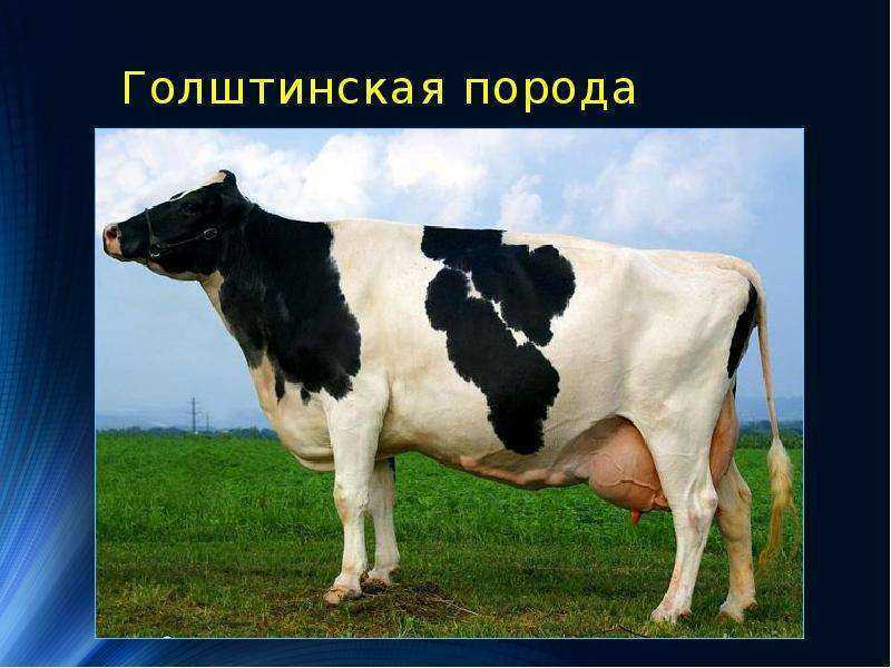 Голштинская красно-пестрая порода коров