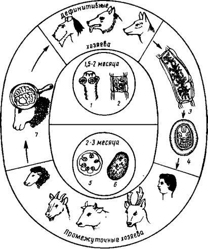 Описание и симптомы эстроза овец, паразитология и методы лечения