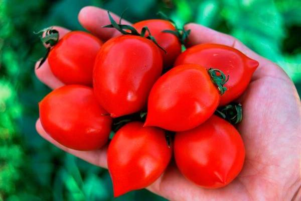 Описание и выращивание томата поцелуй герани