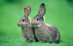 Спаривание кроликов — причины отсутствия желания