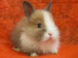 Классификация пород кроликов и фото с описаниями