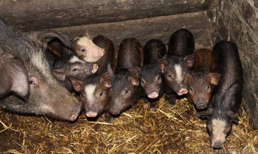 Как содержать свиней в домашних условиях для начинающих: как ухаживать за поросятами, уход и кормление