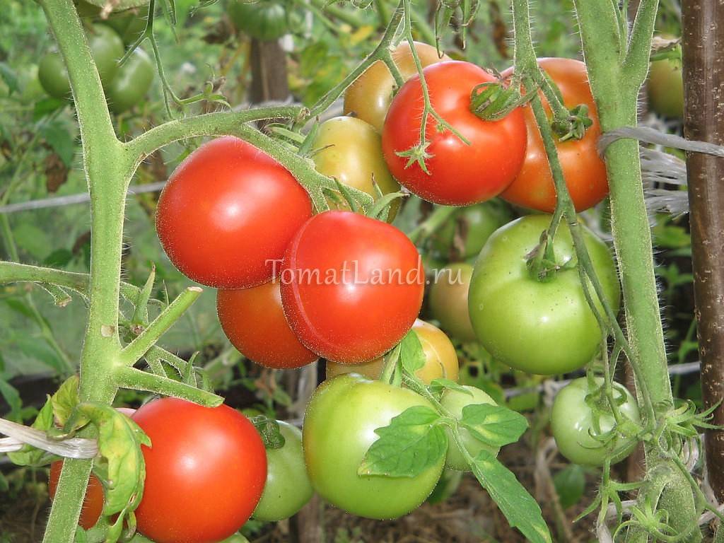 Описание гибридного томата киржач и выращивание из семян