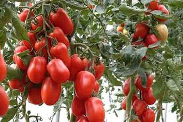Cорт томатов для северных районов «купола сибири»