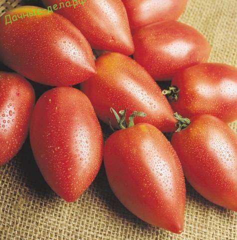 Характеристика и описание сорта томата ракета, его урожайность и выращивание