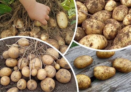 Картофель удача: выращиваем раннеспелый сорт