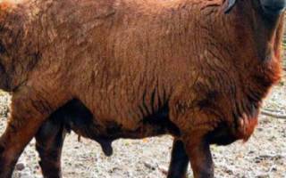 Особенности гиссарской породы овец, преимущества и недостатки, правила ухода