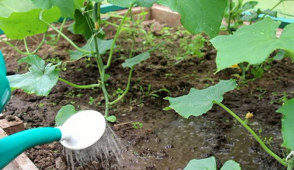 Кальциевая селитра – удобрение для почв с повышенной кислотностью