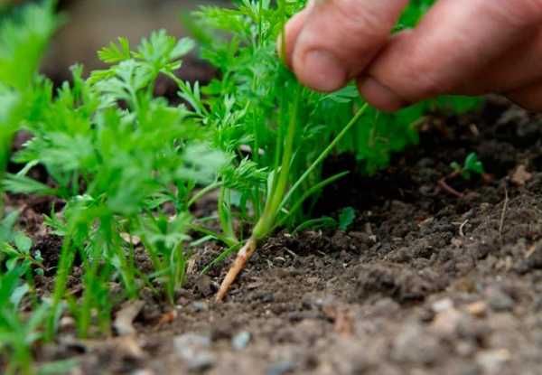 Прорывание моркови на грядке. чем, когда и как проредить ростки корнеплода?