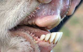 Строение и особенности зубов лошади