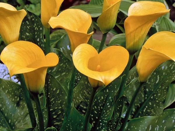 Каллы - проблемы выращивания, сохнут и желтеют листья