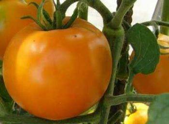 Вкуснейший представитель желтоплодных томатов золотой король: подробное описание, агротехника, отзывы