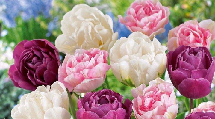 Бахромчатые тюльпаны: характеристики и лучшие сорта