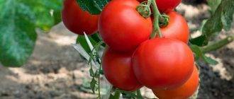 Особенности выращивания помидор «красная гвардия»