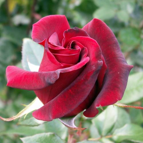 Роза black magic — описание сорта и особенности ухода