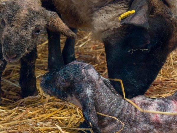 Как помочь овце во время родов