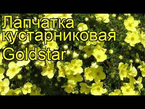 Травянистая лапчатка: сорта, рекомендации по посадке и уходу