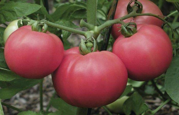Описание сорта томата Сахар красный и его характеристика