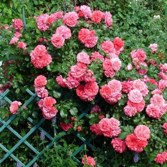 Сорта плетистых роз