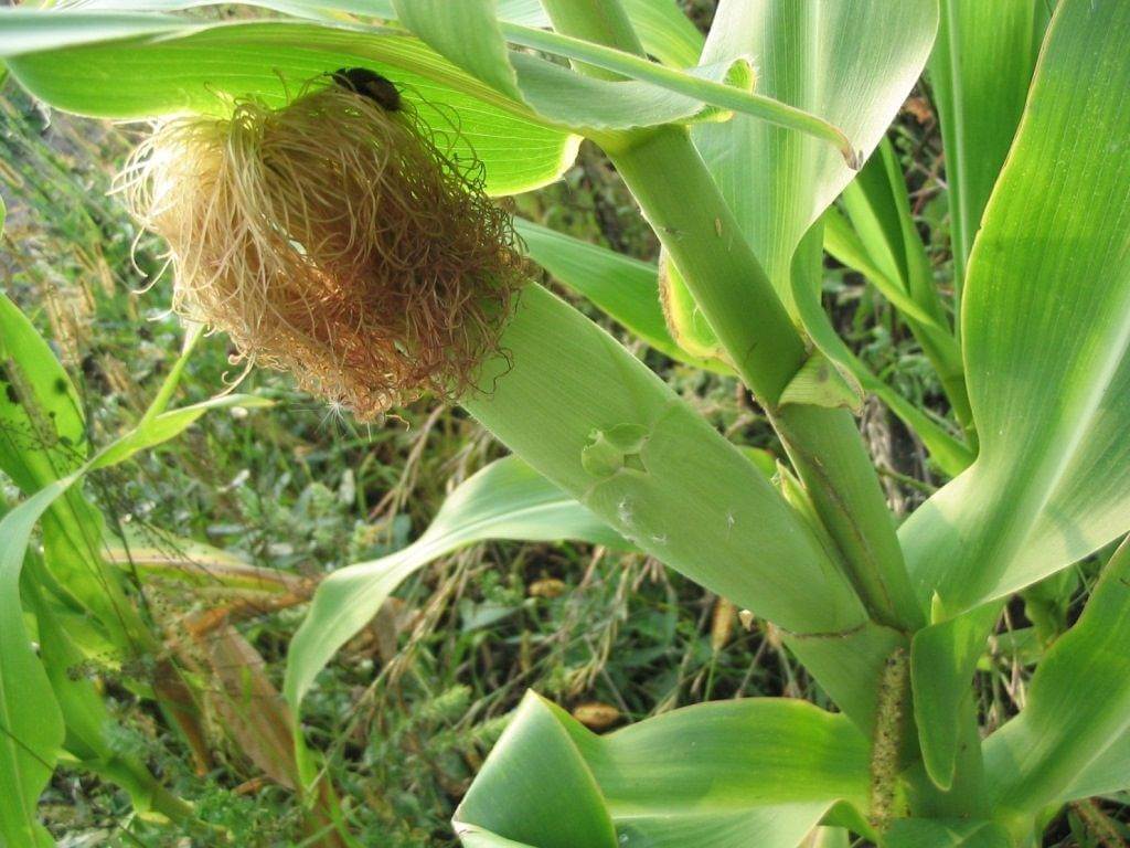 Как сажать кукурузу: посадка и уход, особенности выращивания