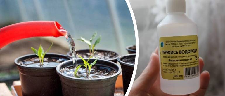 Как осуществить подкормку рассады и взрослых помидоров перекисью водорода не навредив растениям?